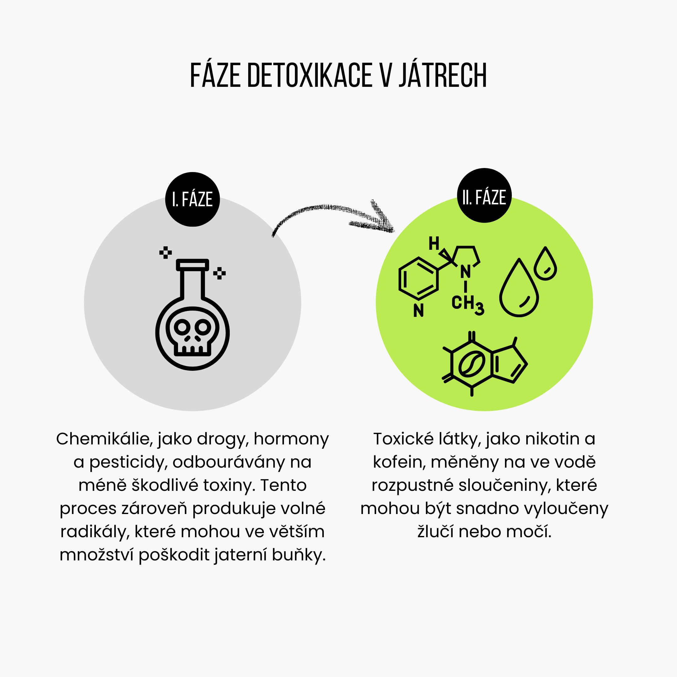 Fáze detoxikace v játrech